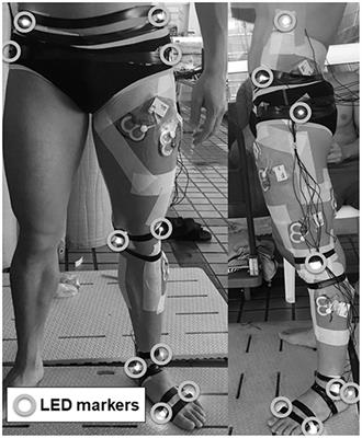 Changes in Kinematics and Muscle Activity With Increasing Velocity During Underwater Undulatory Swimming